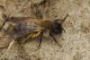 Andrena nycthemera
